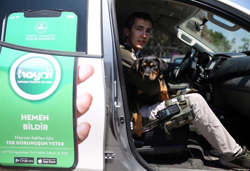 İşkence Edilip Damdan Atılan Köpek Yavrusu Tedavisinin Ardından 